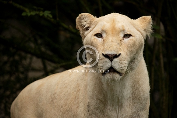 African White Lion African White Lion