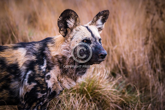 African Wild Dog