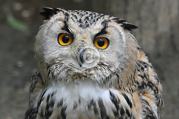 Eurasian Eagle Owl