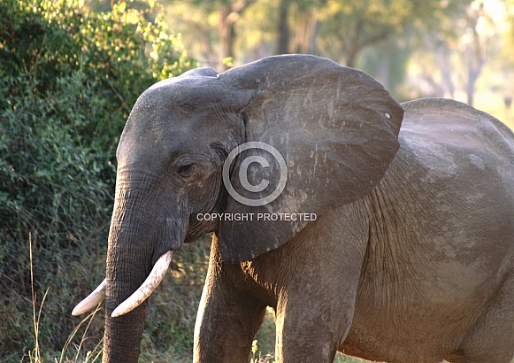 African Elephant African Elephant