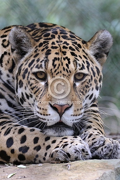 Jaguar