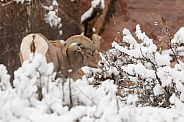 Desert bighorn sheep, Ovis canadensis nelsoni