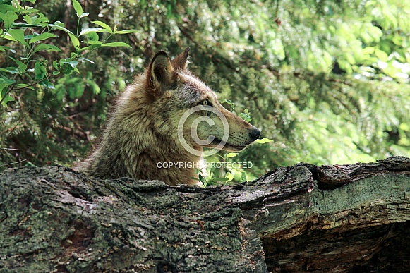 Wolf and Wolf Pups