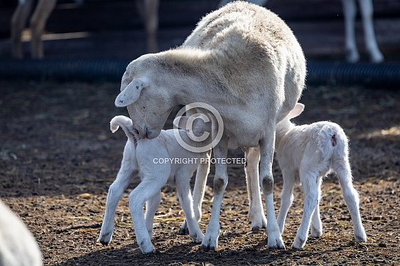 Baby sheep Lambs Baby sheep Lambs