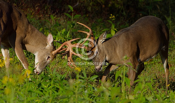 White tail deer