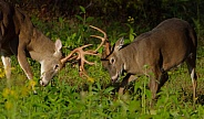 White tail deer