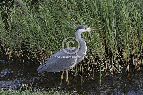 Grey Heron - (Ardea cinerea) Grey Heron - (Ardea cinerea)