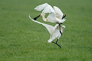 The Eurasian spoonbill