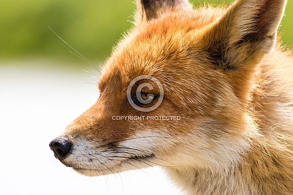 Red fox close-up from the side