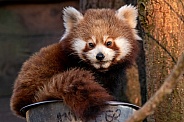 Red Panda Cub Curled Up