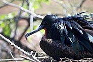 Galapagos frigate bird