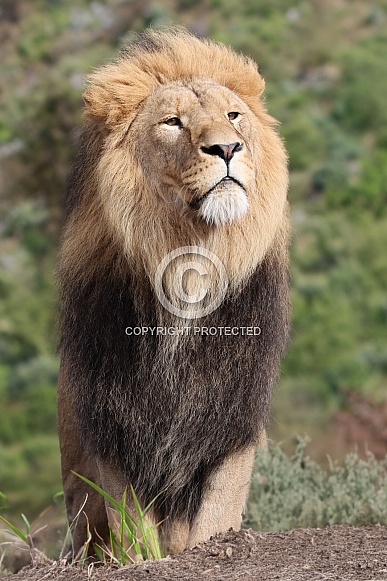 Lion (Panthera Leo)