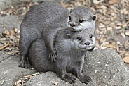 Otters
