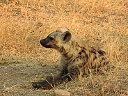Young hyena