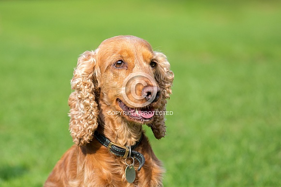 Cocker Spaniel