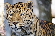 Pretty Amur leopard