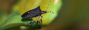 Stink bug