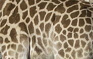 Kordofan Giraffe Pattern