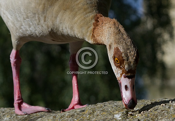 Egyptian Goose