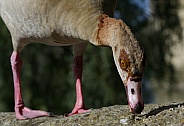 Egyptian Goose