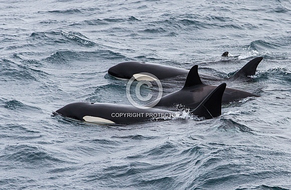 Orca, killer whale (wild) Orca, killer whale (wild)