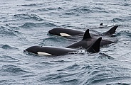Orca, killer whale (wild)