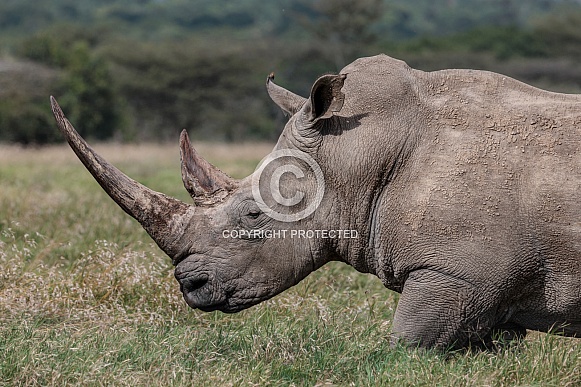 Southern White Rhinoceros