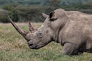 Southern White Rhinoceros