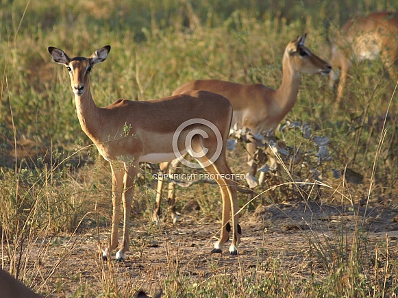 Impala