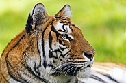 Profile of a tiger