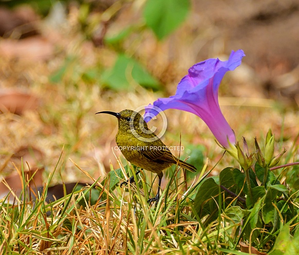 Female Sunbird