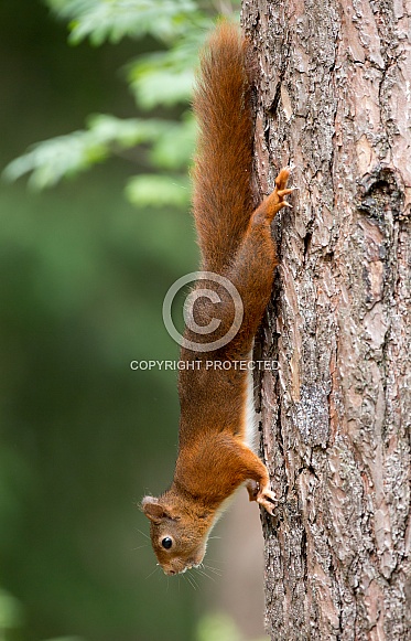 Red Squirrel