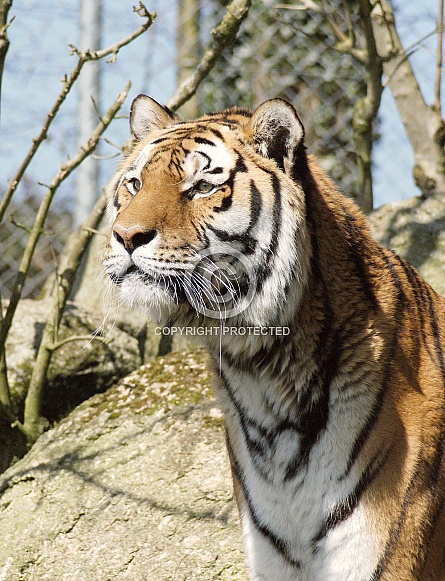 Tiger Tiger