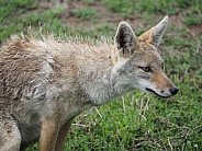 Golden Jackal close up