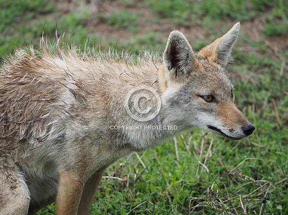Golden Jackal close up Golden Jackal close up