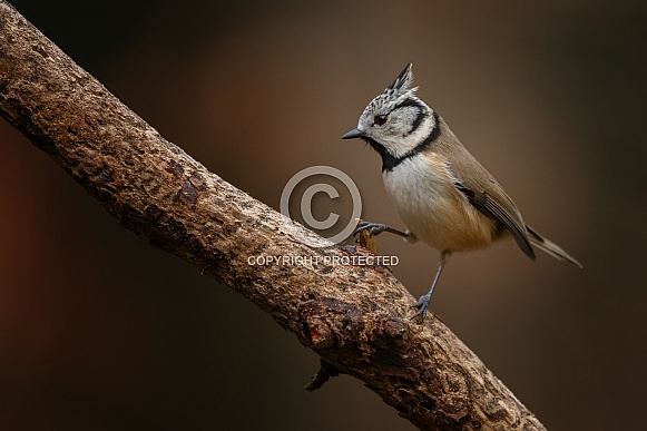 The Crested Tit