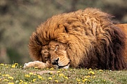 African Lion Sleeping