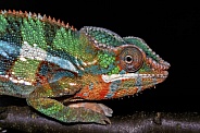 Chameleon