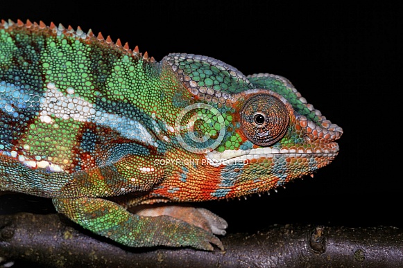 Chameleon