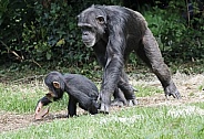 Chimpanzee