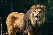 Lion