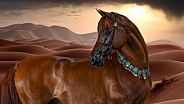 Arabian Horse--Desert Horse