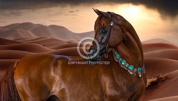 Arabian Horse--Desert Horse