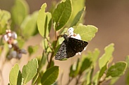 Saltbush Sootywing, Hesperopsis alpheus