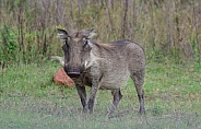 Warthog