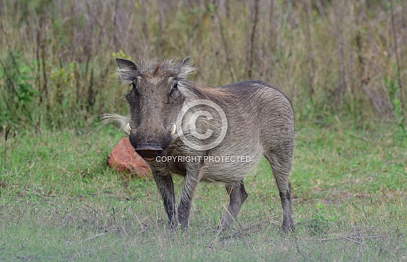 Warthog