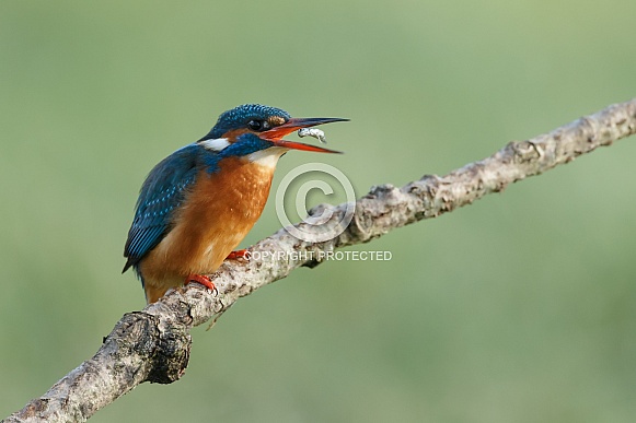 Kingfisher