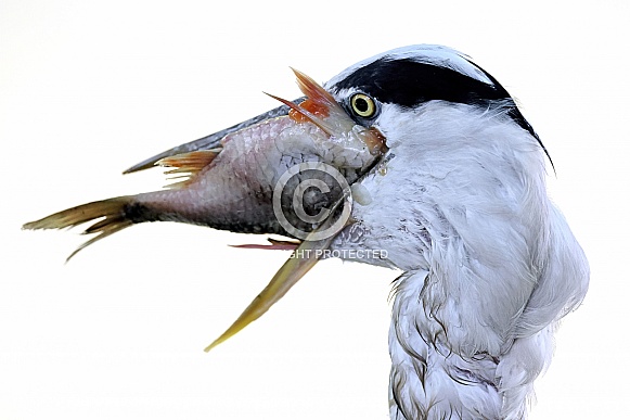 Grey Heron (Ardea cinerea)