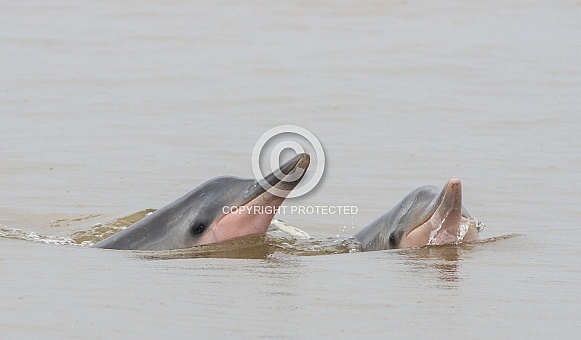 Guiana Dolphin (wild)
