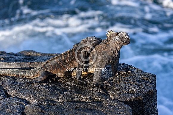 Galapagos Marine Iguana Galapagos Marine Iguana